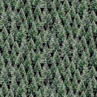 ttKATIE-CD4263 EVERGREEN